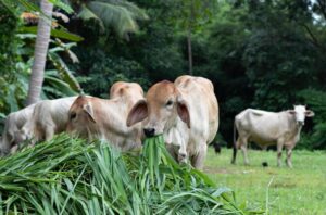 Leia mais sobre o artigo Prefeitura de São Sebastião do Oeste abre inscrições para o Programa Mais Genética e promove acesso à inseminação artificial no rebanho bovino do município