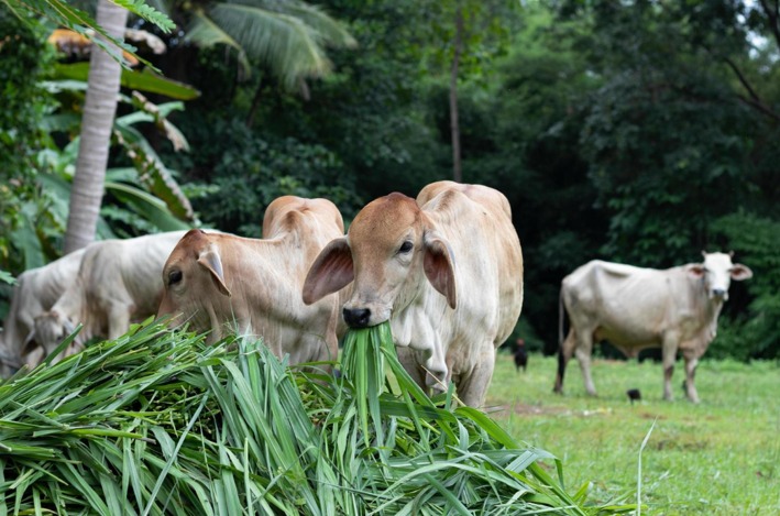Leia mais sobre o artigo Prefeitura de São Sebastião do Oeste abre inscrições para o Programa Mais Genética e promove acesso à inseminação artificial no rebanho bovino do município